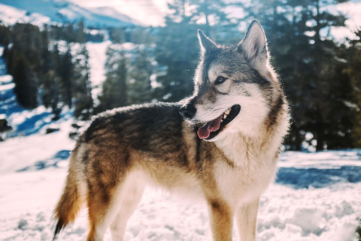 1000 lupo 1000 lupo.jpg