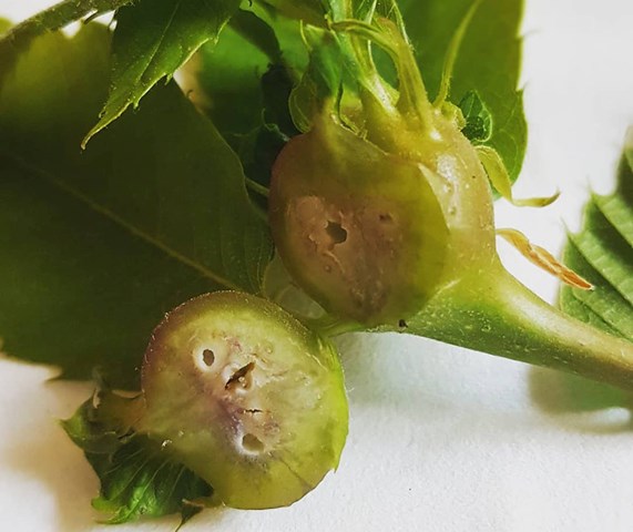 Cinipede1 Cinipede1.jpg