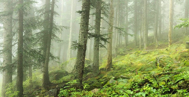 Magia nel bosco - Sapei- Parco Orsiera-Rocciavre - Dante Alpe Magia nel bosco - Sapei- Parco Orsiera-Rocciavrè- Dante Alpe.jpg