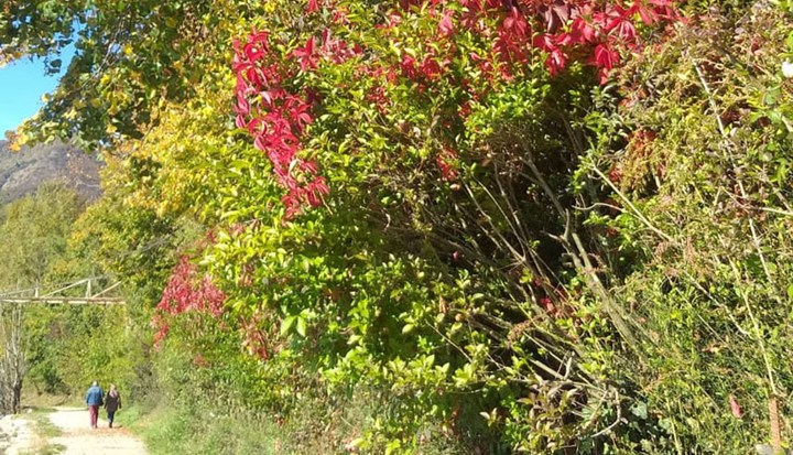 cover viterossa cover viterossa.jpg