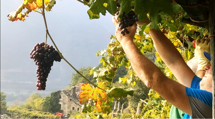 Crisi climatica, è il momento dei vini di montagna