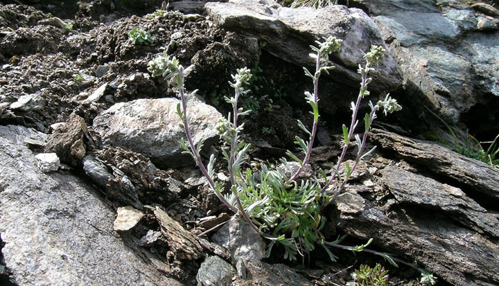 Artemisia_genipi Artemisia_genipi.jpeg