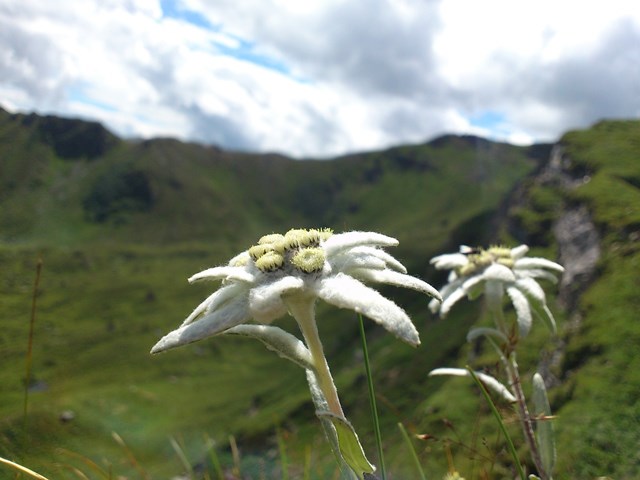 Cover edelweiss-650432_1280 Cover edelweiss-650432_1280.jpg
