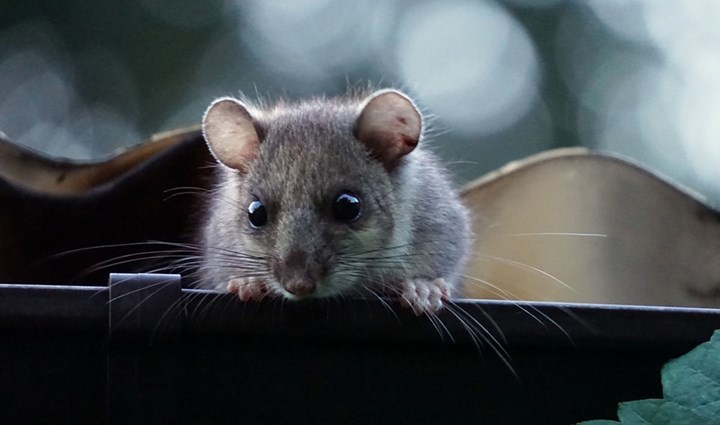 Ghiro su grondaia Ghiro su grondaia.jpg