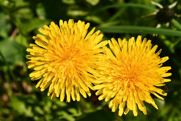 flowers-4160281_1280 - federico Maderno  flowers-4160281_1280 - federico Maderno .jpeg