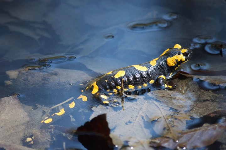 Salamandra pezzata - Pixabay Salamandra pezzata - Pixabay.jpg