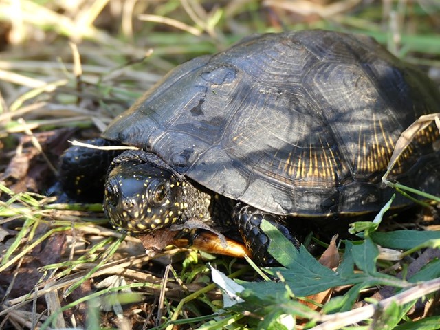 Emys orbicularis a Caselette Emys orbicularis a Caselette.jpg