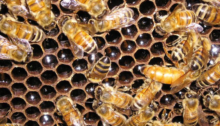Val di Susa, Favo, Miele, Api Il miele, un dolcificante curativo usato fin dalla preistoria