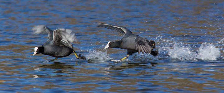 L'inseguimento- Folaghe- cover - Dante Alpe La folaga, l’uccello acquatico che per decollare prende la rincorsa