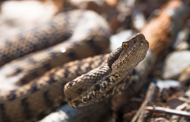 Incontro sul sentiero (vipera) - Dante Alpe.jpg