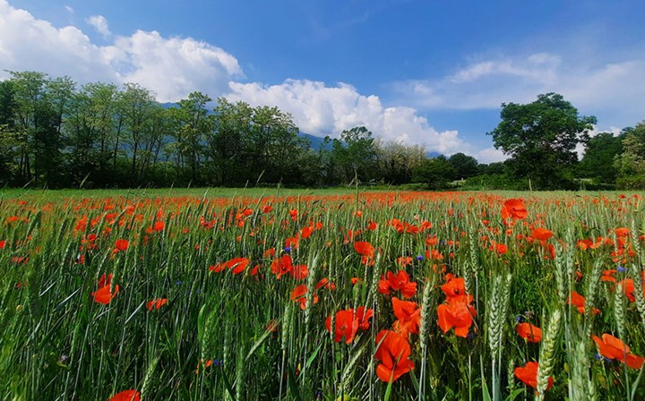 Il papavero, fiore rosso che ricorda i caduti in guerra