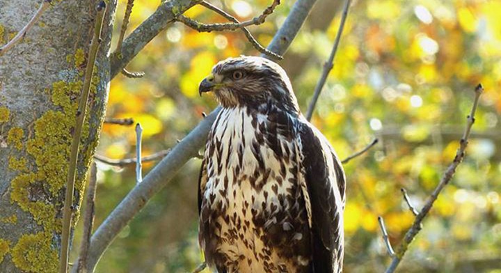 Cover Poiana La poiana, un’aquila in miniatura facile da vedere in volo