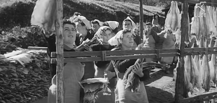 Video Merluzzi3 Cover Quando a Chiomonte (e non solo…) si “vendemmiavano” i merluzzi