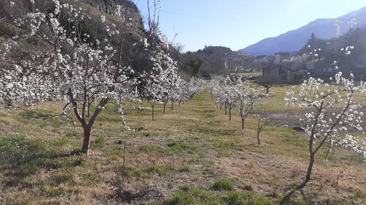 AZIENDA AGRICOLA AMETLIER