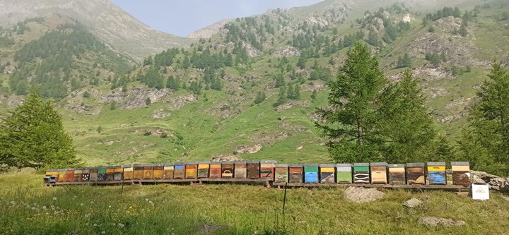 ArtMiele_arnie ARTIGIANO DEL MIELE