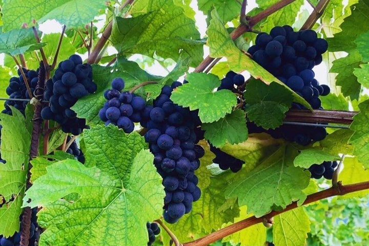 Azienda Agricola Venturino... e il Ciabot di Giaveno!
