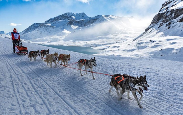 Grande Odyssèe 2026: i cani da slitta arrivano al Moncenisio