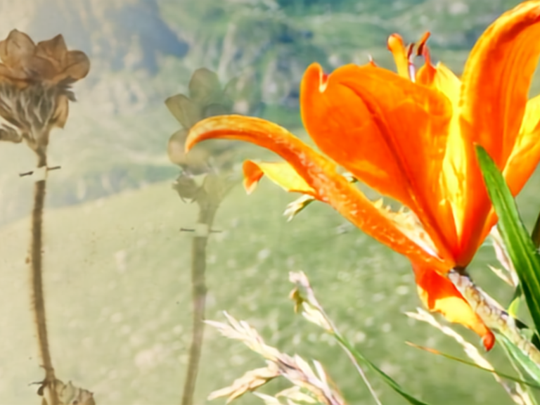 Flora delle Vallette Nivali e Collezioni d'Erbario delle Alpi Cozie