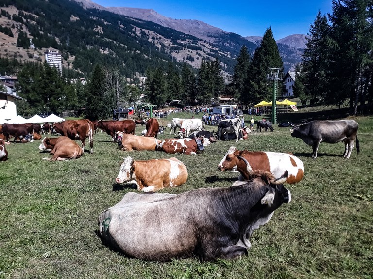 Antica Fiera Zootecnica dell'Escarton di Pragelato 2026