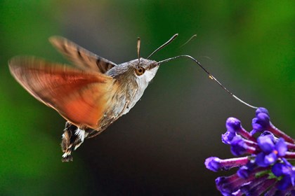 Sfinge colibrì, l’insetto dalla lunga proboscide capace di restare fermo in aria
