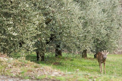 1200 olivi capriolo Bosio.jpg