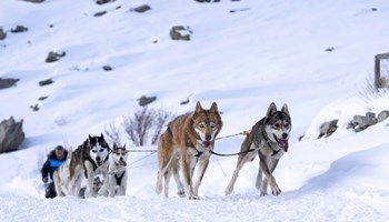 Grande Odyssèe 2025: i cani da slitta arrivano al Moncenisio