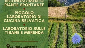 CORSO DI RICONOSCIMENTO PIANTE SPONTANEE E LABORATORI 