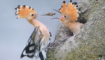 Un abbraccio alla natura. Dal 22 al 24 settembre a Cantalupa in mostra le fotografie di Batti Gai