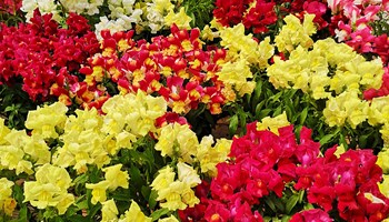 fiori.jpg