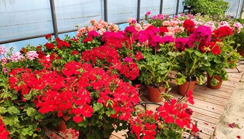 fiori1.jpg