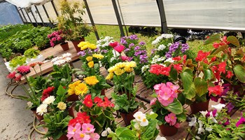 fiori2.jpg