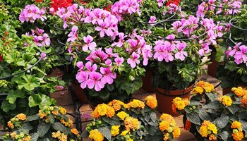 fiori2_0.jpg