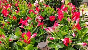 fiori4.jpg