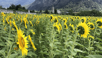 Passeggiate nei campi di girasoli 2026