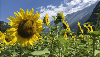 Passeggiate nei campi di girasoli 2026
