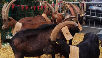 XXV Festa Rurale del Cevrin di Coazze