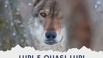 Lupi e quasi lupi