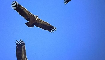 Rapaci e avvoltoi delle Alpi Cozie, le ultime novità
