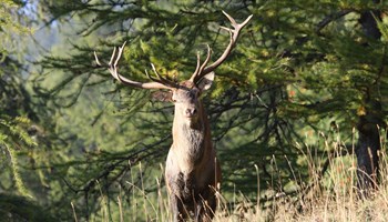 Il bramito del cervo in quota 2026