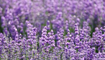 Festa della lavanda 2026