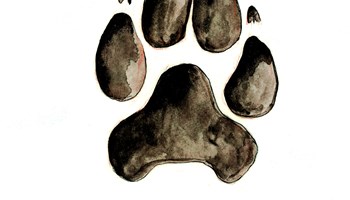 Lupi e quasi lupi
