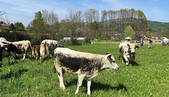 È A GIAVENO LA FIERA AGRICOLA DELLA VAL SANGONE 2025
