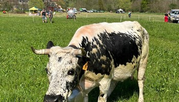 È A GIAVENO LA FIERA AGRICOLA DELLA VAL SANGONE 2025