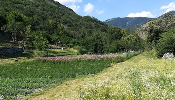 1200 campi 1200 campi.jpg