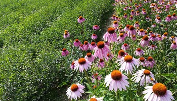 1200 echinacea e menta piperita 1200 echinacea e menta piperita.jpg