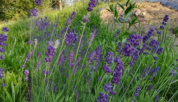 1200 lavanda e sacra.jpg