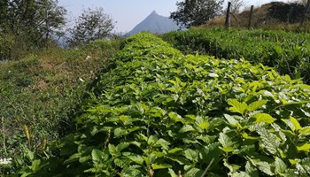 1200 melissa_sacra 1200 melissa+sacra.jpg