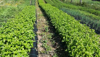 1200 santoreggia e basilico 1200 santoreggia e basilico.jpg