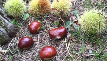 1004 ricci e castagne.jpg