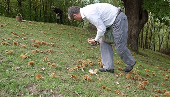 1005 raccolta 1005 raccolta.jpg